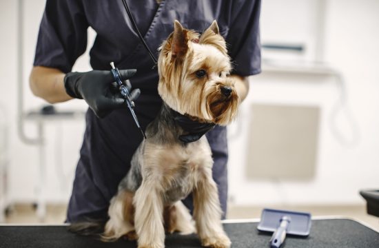 Haircuting process. Small dog sits on the table. Dog with a professional.